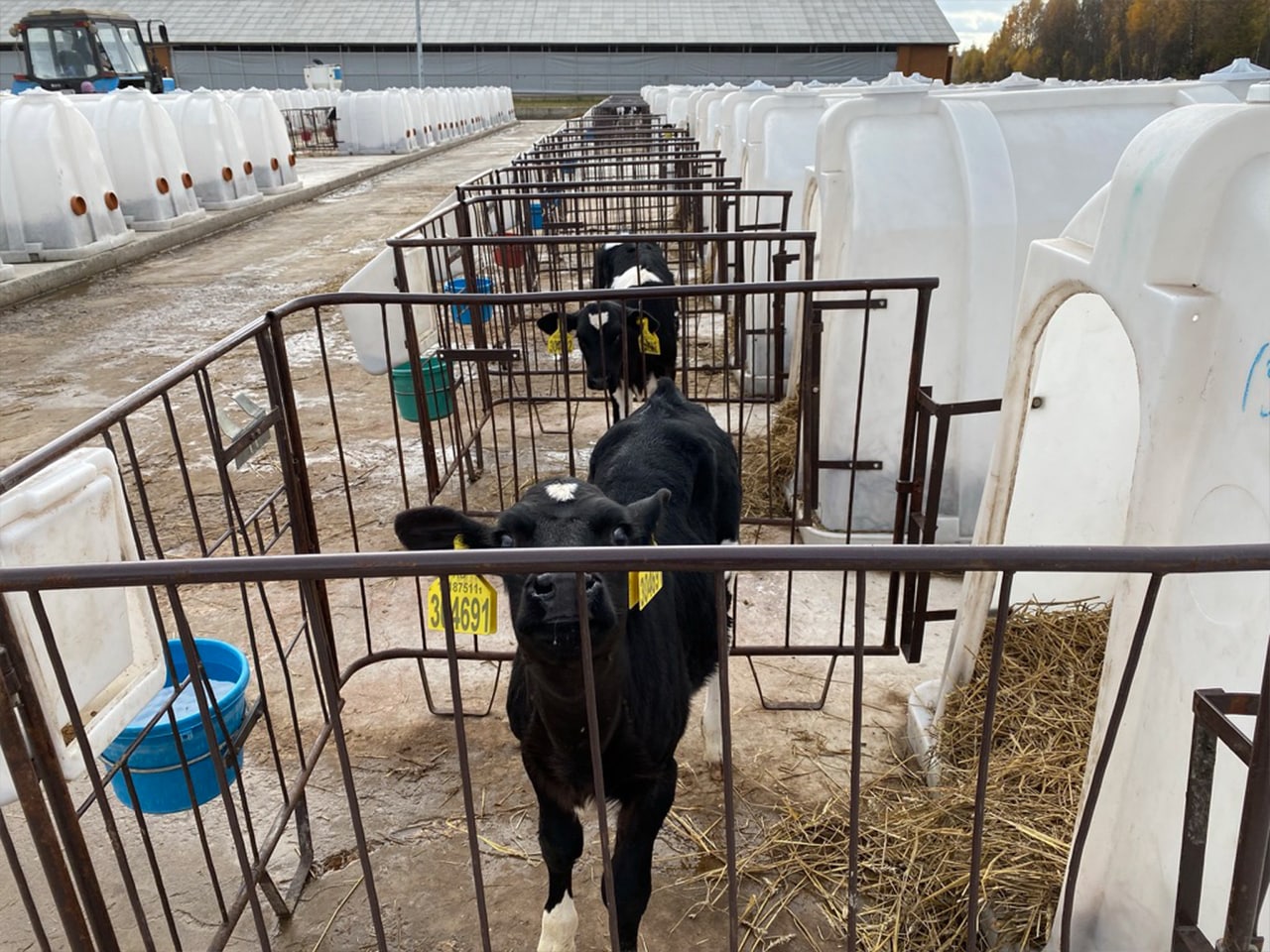 Экскурсия на молочную ферму «Эконива-Уланово» — 
