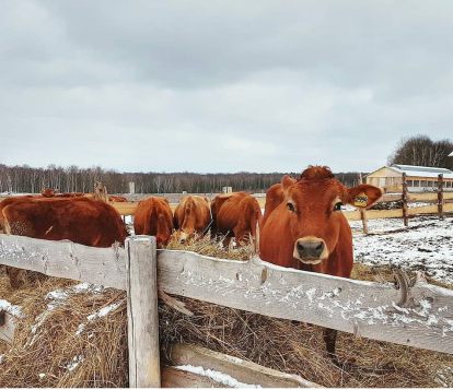 Молочная ферма и сыроварня «История в Богимово»