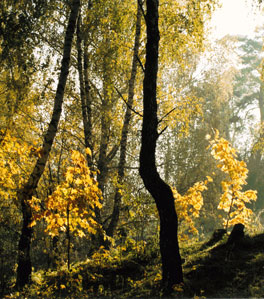 Барсуковский лес (ГК «Таруса») — 